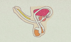 Dickeren Penis Bekommen Dickeren Penis Bekommen